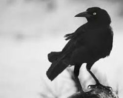WHAT DOES IT MEAN TO DREAM OF A CROW